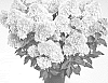 Hydrangea%20paniculata%20%27HP221903%27