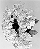 Hydrangea%20macrophylla%20%27H223902%27