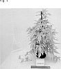 Ipomoea%20batatas%20%28L.%29%20Lam%20%27NCORNSP-028SCKL%27