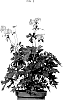 Geranium%20maculatum%20L.%20%27MACGER002%27