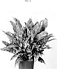 Spathiphyllum%20sp.%20Schott.%20%27BROJEDIABO%27