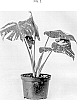 Monstera%20deliciosa%20%27Sumi1%27
