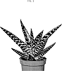 Aloe%20aristata%20x%20Gasteria%20carinata%20%27OVROCKS11%27