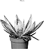 Aloe%20aristata%20x%20Gasteria%20carinate%2C%20xGasteraloe%20beguinii%20%27OVROCKS10%27