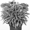 Echinacea%20hybrida%20%27IFECSSSWFU%27