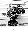 Hydrangea%20quercifolia%20%27Bocotoso%27