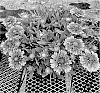 Gaillardia%20x%20grandiflora%20%27Orange%20Ruffles%27