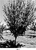 Prunus%20domestica%20%27UC%20G2S-8%27