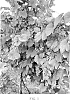 Vitis%20spp.%2C%20interspecific%20hybrid%20%27ARAVELLE%27