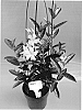 Mandevilla%20sanderi%20%27TVMD654%27