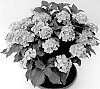 Hydrangea%20macrophylla%20%27H223914%27