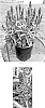 Veronica%20spicata%20%27Balmoodluim%27