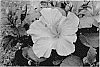 Hibiscus%20rosa-sinensis%20%27JBG%20AH-59%27