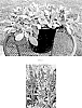 Stachys%20byzantina%20%27Balstaclamb%27