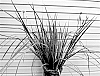 Dietes%20bicolor%20%27DBV001%27