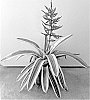 Aechmea%20fendleri%20X%20Aechmea%20dichlamydea%20var.%20trinitensis%20%27Blue%20Wave%27