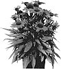 Echinacea%20hybrida%20%27IFECSSPOM%27