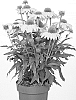 Echinacea%20hybrida%20%27IFECSSCITR%27
