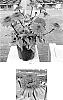 Echinacea%20x%20hybrida%20%27Balscmelux%27