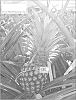 PINEAPPLE%20PLANT%20NAMED%20%27FR4139%27