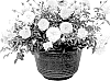 Rosa%20x%20hybrida%20%27TMRO14-02%27