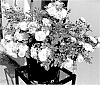 Rosa%20x%20hybrida%20%27TMRO14-08%27