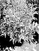 Weigela%20florida%20%27TMWG18-04%27