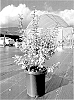 Magnolia%20laevifolia%20x%20figo%20%27SL01%27