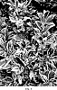 Osmanthus%20heterophyllu%20%27CDAV247%27