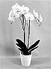 Phalaenopsis%20hybrid%20%27PHA191366%27