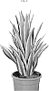 Dracaena%20fragrans%20%27DRAWHISPI%27