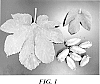 Humulus%20lupulus%20%27HBC%201134%27