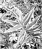 Forsythia%20x%20intermedia%20%27Discovery%27