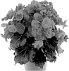 Begonia%20x%20hiemalis%20%27KRMOCOR01%27