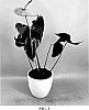 Anthurium%20andraeanum%20L.%20%27AN2443227%27