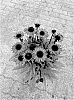 Echinacea%20purpurea%20%27BullEchipur%20115%27