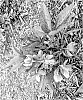 Helleborus%20argutifolius%20X%20Helleborus%20lividus%20%27Table%20Mountain%27