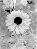 Rudbeckia%20fulgida%20%27Sun%20Stream%27