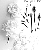 Rosa%20hybrida%20%27Poulpah119%27
