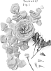Rosa%20hybrida%20%27Poulvic010%27