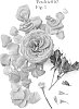 Rosa%20hybrida%20%27Poulvic010%27