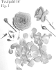 Rosa%20hybrida%20%27Poulpah116%27