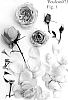 Rosa%20hybrida%20%27Poulcas073%27