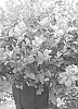 Vaccinium%20corymbosum%20L.%20%27BLUECSOL12%27