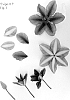 Clematis%20viticella%20%27Evipo117%27
