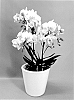 Phalaenopsis%20hybrid%20%27PHA312391%27