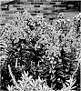 Phlox%20paniculata%20%27Prismatic%20Pink%27
