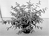 Diervilla%20x%20splendens%20%27SMNDSD%27