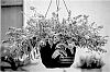 Buddleja%20x%20hybrida%20%27SFF21-026%27
