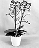 Phalaenopsis%20hybrid%20%27PHA308464%27
